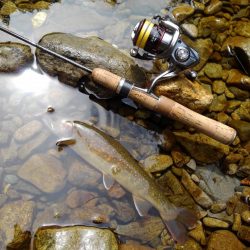 渓流ミノーイング　大イワナ！